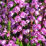 Calluna vulgaris 'Spring Torch'.png